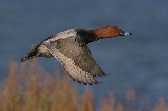 Moriglione in volo