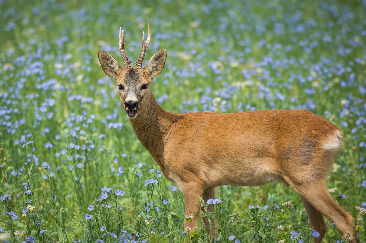 capriolo