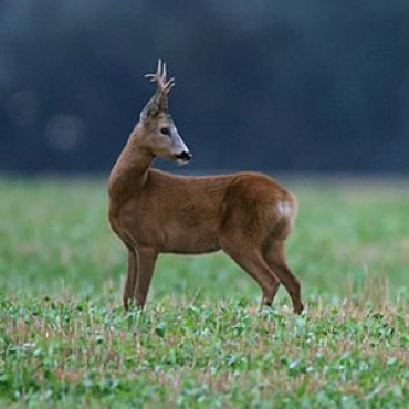 Vicenza: I cacciatori curano e poi liberano un capriolo vittima di un incidente