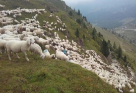 Trentino: strage in una notte