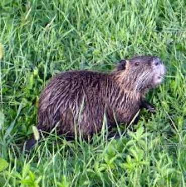 Goito: Scende in campo la pattuglia anti-nutrie