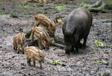 Prato: Trova un cinghiale in giardino, i carabinieri incaricano un cacciatore di abbatterlo