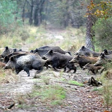 SARDEGNA: TROVATO UN ALTRO CINGHIALE POSITIVO ALLA TRICHINELLA, L&#039;ASSESSORATO ALLA SANITÀ, UDP E IZS RINNOVANO L&#039;APPELLO PER IL CONSUMO DI CARNI E SALUMI CONTROLLATI