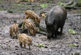 Toscana: pubblicato il piano di prelievo e il calendario venatorio del cinghiale nelle aree non vocate