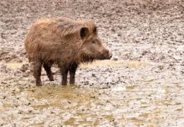 TRENTO: CACCIATORI A SCUOLA DI CINGHIALE