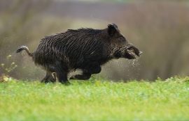 PIOVE, E SALTANO LE BATTUTE AL CINGHIALE NEL PARCO DEL TICINO