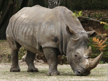 Uccidono un rinoceronte in uno zoo per rubargli il corno