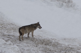 LESSINIA: ASSESSORE PAN PRESENTA INTERVENTI PROGETTO WOLFALPS PER CONVIVENZA POSSIBILE TRA BESTIAME E LUPI