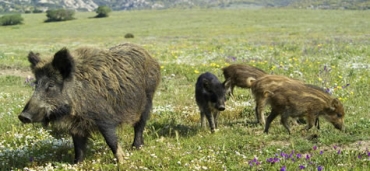 FIDC MACERATA: APPROFONDIAMO LA PROBLEMATICA DELLA GESTIONE DEL CINGHIALE