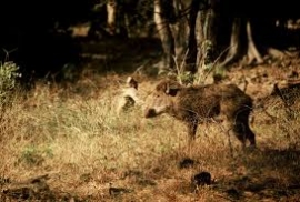 LOMBARDIA: PER L&#039;ASSESSORE ROLFI OCCORRE CONSENTIRE LA CACCIA AL CINGHIALE ANCHE NELLA GIORNATA DI SABATO