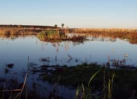 A caccia di acquatici nella Maremma Laziale 2 parte