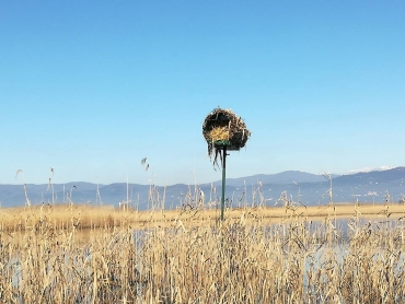 ATC PISTOIA: “NIDI ARTIFICIALI” UN PROGETTO PILOTA PER IL PADULE DI FUCECCHIO