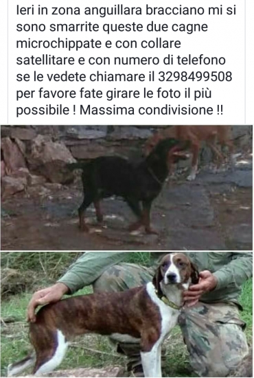 Appello: Spariti in  zona lago di Bracciano, aiutateci a ritrovarli!!!