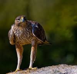 Sicilia: Buone notizie per l&#039;Aquila del Bonelli