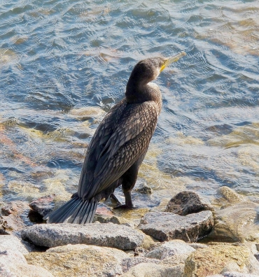 CCT: LA REGIONE TOSCANA DELIBERA GLI ABBATTIMENTI DEI CORMORANI