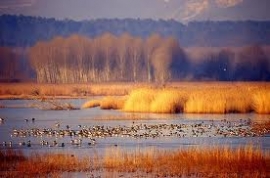 Toscana: il Sindaco di Fucecchio interviene in difesa dei cacciatori sulla sospensione del Calendario. Legambiente lo attacca e lui replica.