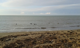 A caccia di acquatici nella Maremma Laziale 1 Parte