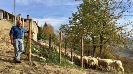 ANCORA LUPI, SECONDO ATTACCO IN POCHI MESI