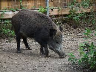 Liguria: la caccia al cinghiale prosegue fino al 31 gennaio