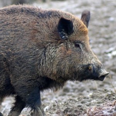 Abruzzo: Rubato un cinghiale con carne avvelenata