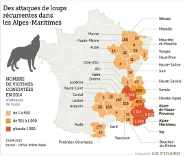 FRANCIA: VOTATI EMENDAMENTI PER IL CONTROLLO DEI LUPI