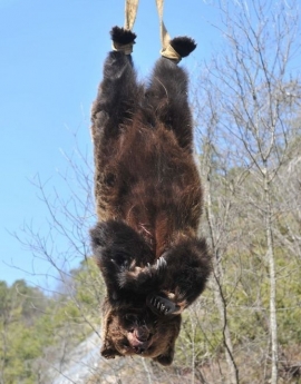 L&#039;ORSO UCCISO CON UN PESTICIDA VIETATO