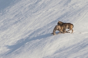 In Svizzera non è più...tempo da lupi!