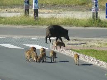 Como: i selettori di cinghiale entrano in sciopero