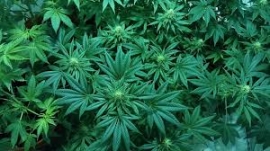 Palermo: Carabiniere cacciatore scopre piantagione di marijuana