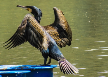 LOMBARDIA: AUTORIZZATO CONTROLLO SELETTIVO DEL CORMORANO