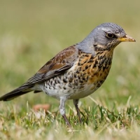 IN UMBRIA NESSUNA CHIUSURA ANTICIPATA. FIDC RINGRAZIA