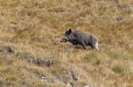 Il cinghiale in Zona Alpi