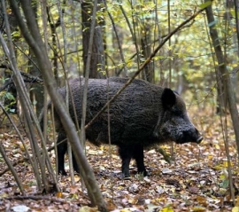 LOMBARDIA: ROSSI E NAVA, APERTA LA CACCIA AL CINGHIALE NELLA PROVINCIA DI LECCO