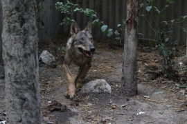 LUPO CURATO E POI LIBERATO