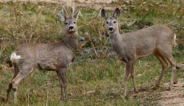 Toscana: chiusa la caccia alle femmine e ai piccoli di capriolo