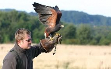 UNCF: RADUNO DI FALCONIERI IN PROVINCIA DI PAVIA