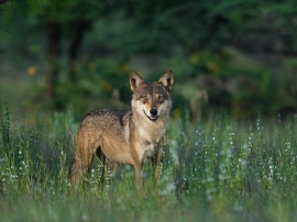 Wolf Attack: scritto in inglese fa meno paura!