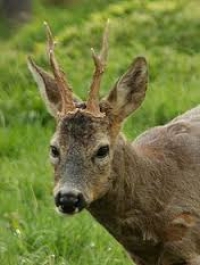 Fano: I cacciatori salvano un capriolo in difficoltà