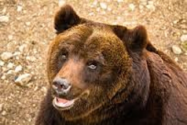 Orso Marsicano: Dal Parco Nazionale d’Abruzzo un’apertura alla sinergia col mondo venatorio