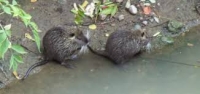 Toscana: Via al controllo della nutria presso gli appostamenti fissi a palmipedi e trampolieri