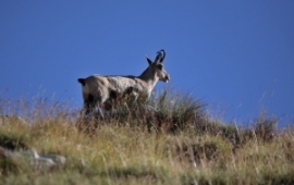 Camoscio a cena e scatta la multa