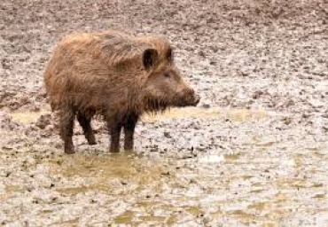 Abruzzo: Al via la caccia di selezione al cinghiale