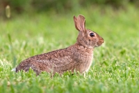 Alieni: il governo approva il provvedimento contro le specie esotiche