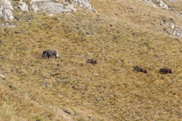 LOMBARDIA: TROPPI CINGHIALI, SI ATTENDE LA LEGGE