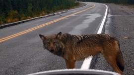 Un lupo s&#039;aggira tra i lavoratori, e il video diventa virale sul web