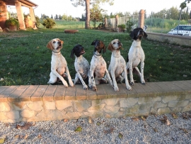 I POINTER DI MICHELAURA: STORIA DI UNA CUCCIOLATA STRAORDINARIA